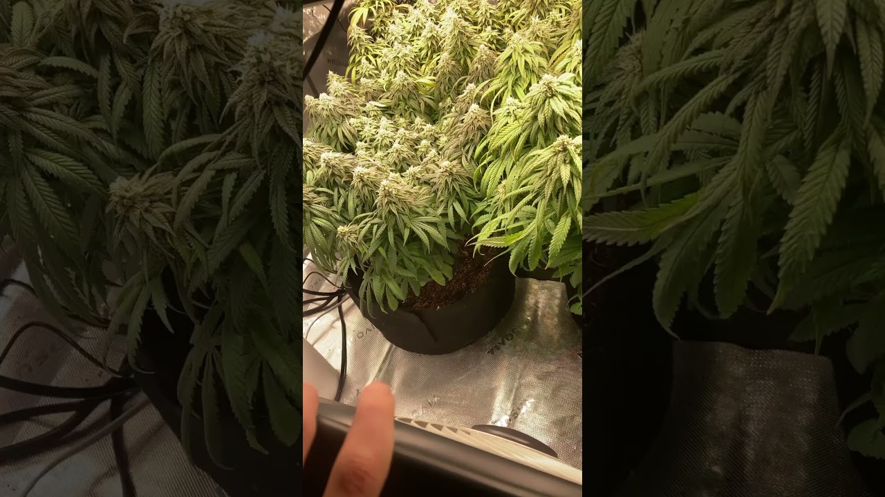 Finishing out week 6 of flower #hemphealing #grow #homegrown #thcareview #athena