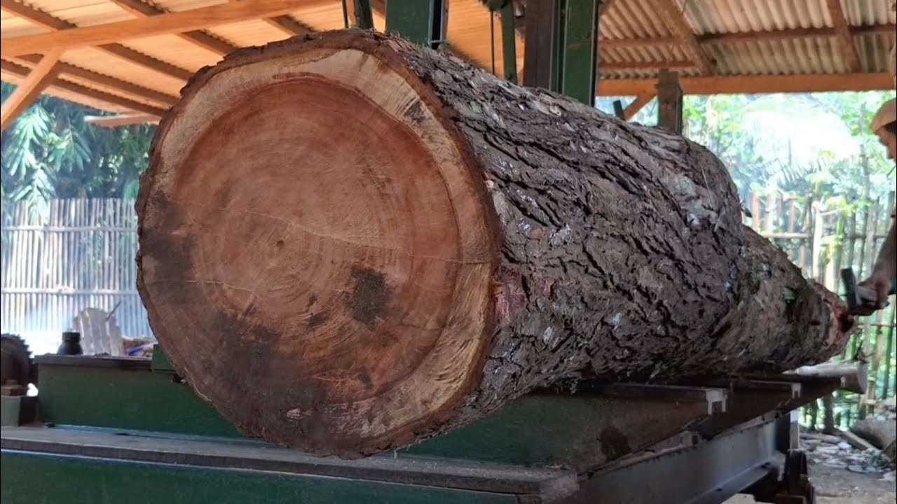 The process of sawing large mahogany logs at a sawmill for making boards