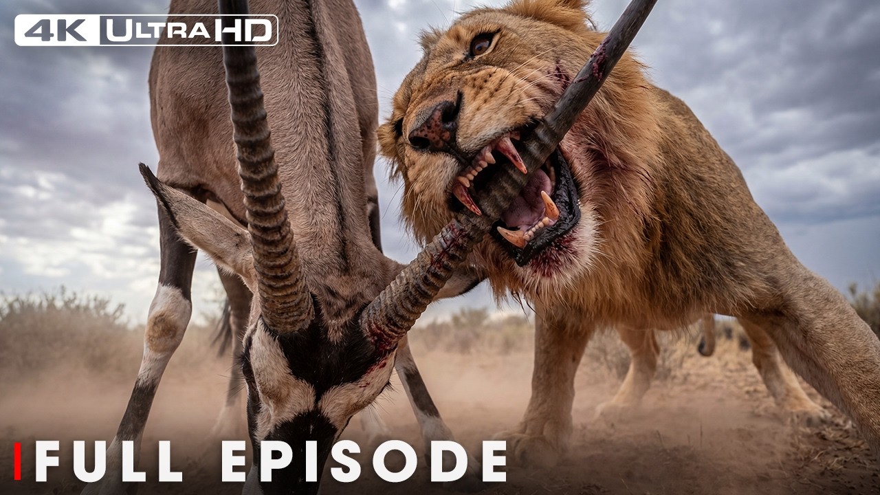 KILL OR BE KILLED: The Most Brutal Fight for Survival | Nature Animal Documentary