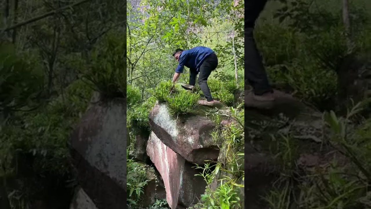 How amazing to grow orchids propagate plant fast and easy 