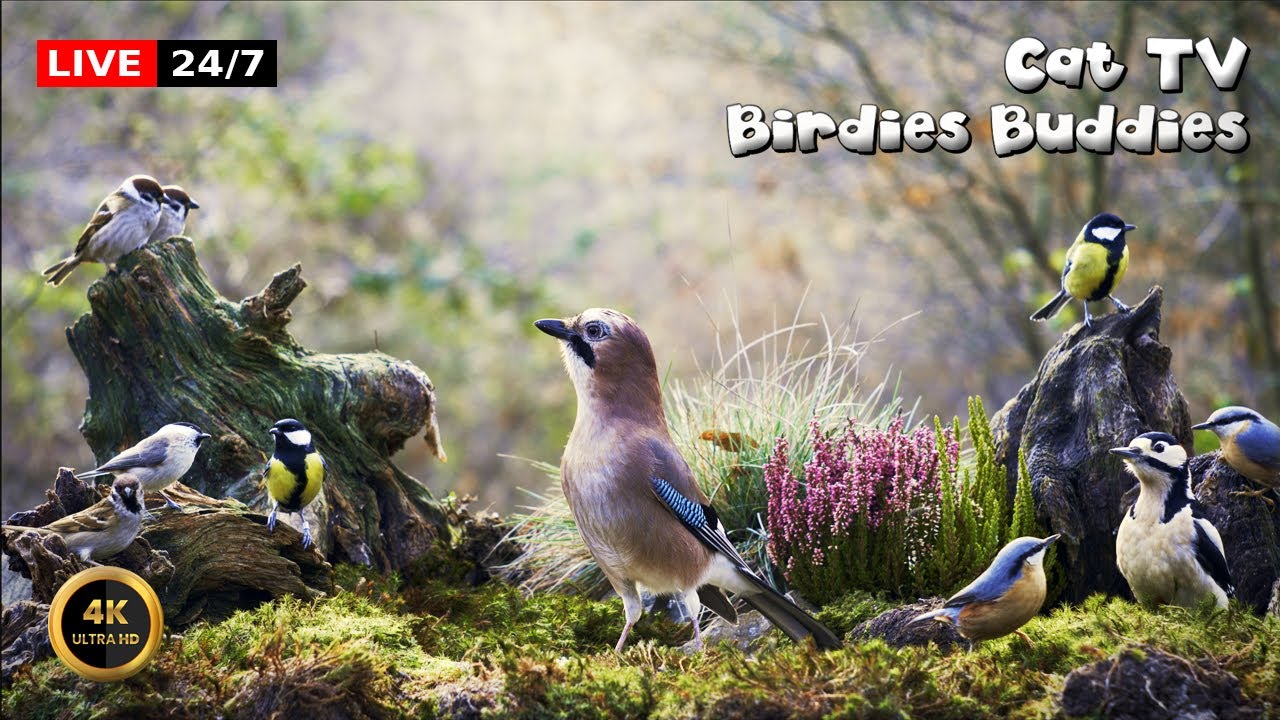 🔴24/7 LIVE Cat TV 😺 Tiny Wings in a Peaceful Wood 🐦🌿