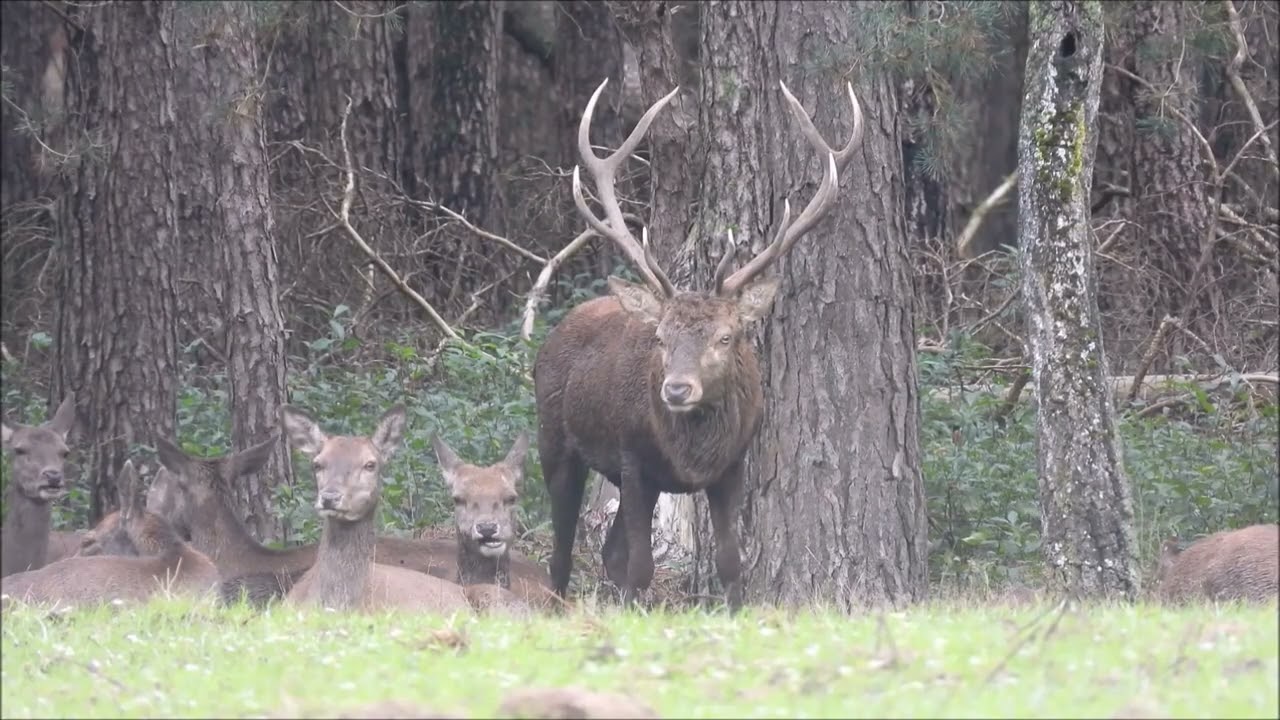 Michael de Vries natuurvideo's - Natuur in ons land - Edelhert