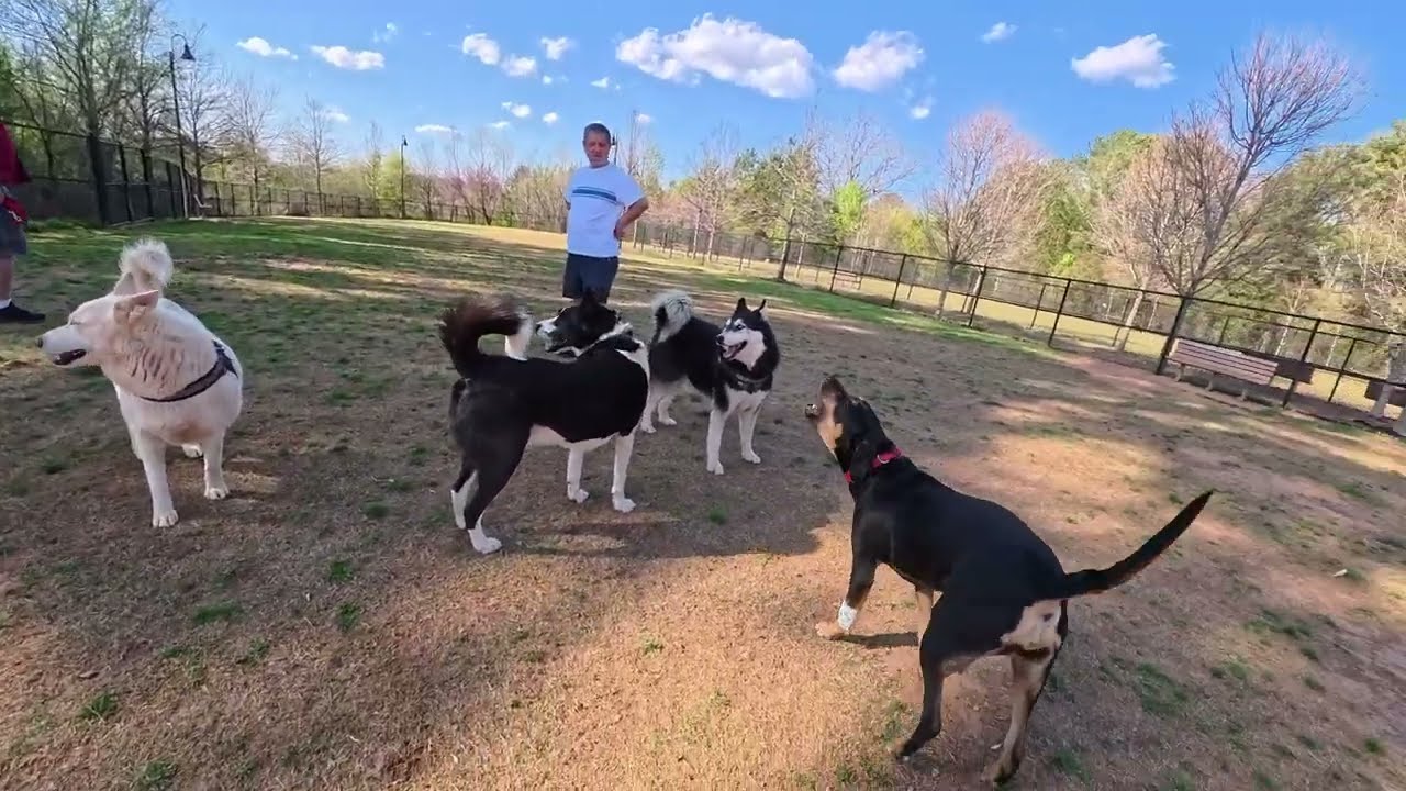Dog Park TV started mellow than a few favorite play partners showed up and it was on!