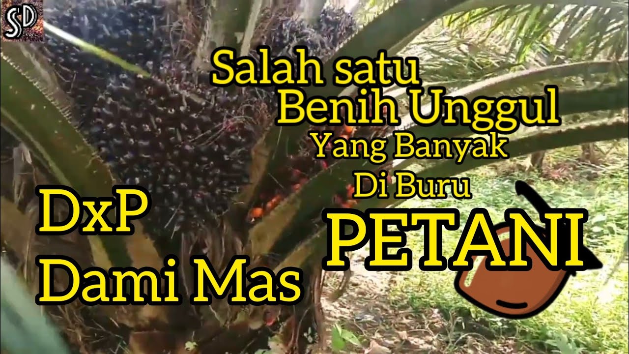 Dami mas benih kelapa sawit unggul yang tangguh dan produktif
