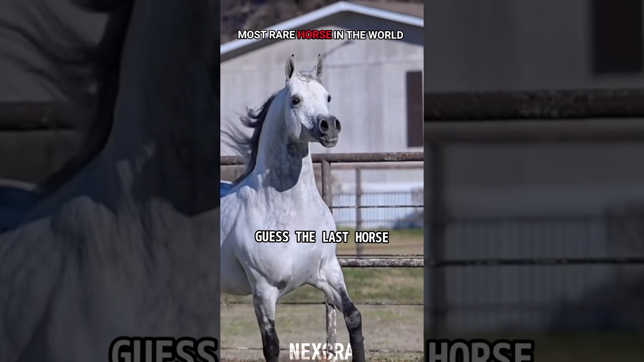 POV: You Just Saw the Rarest Horse Alive PART 2 