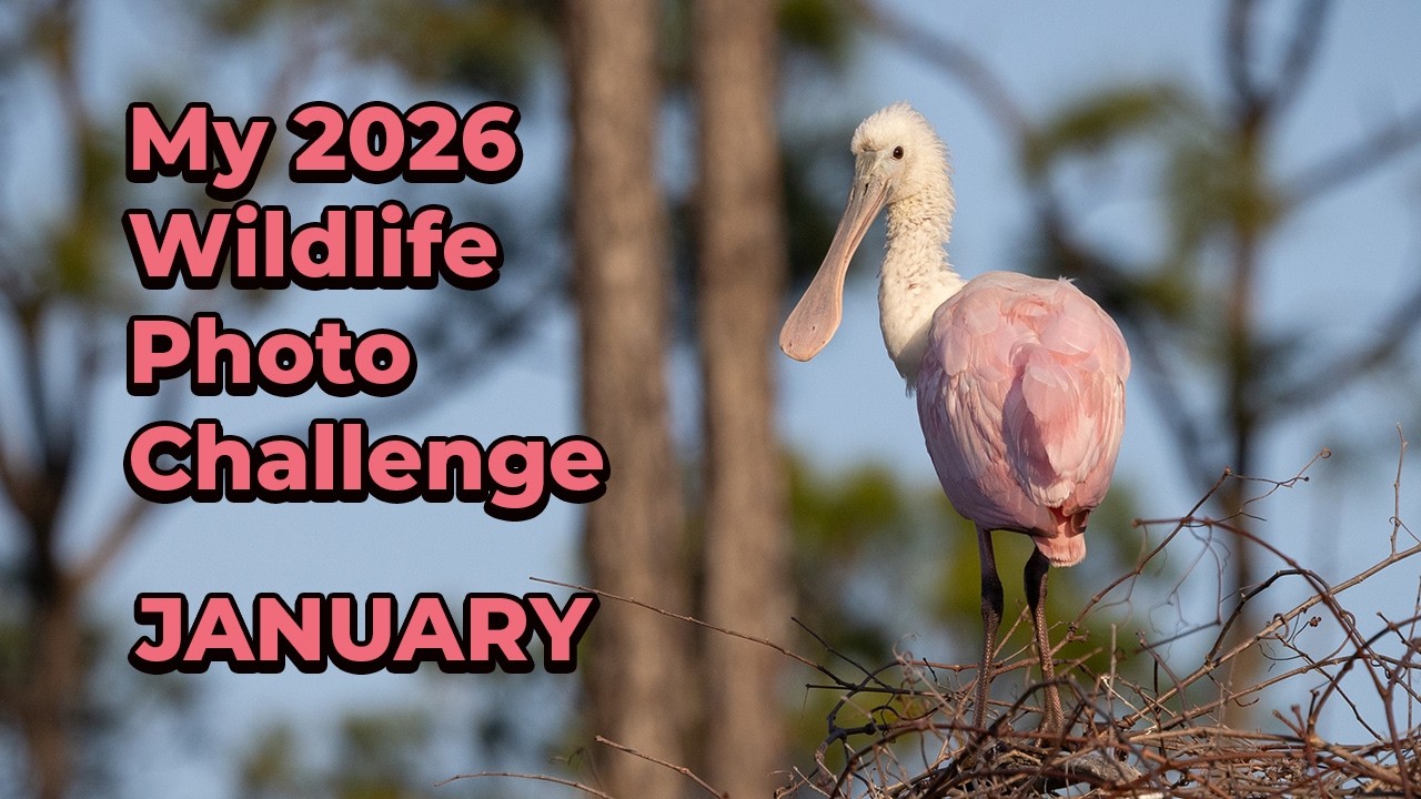 My 2026 Wildlife Photo Challenge: January