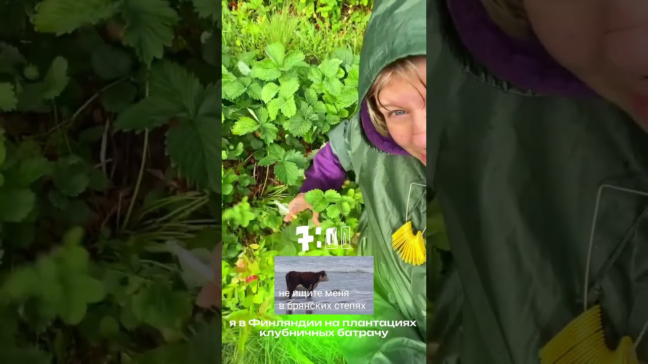 ВАХТА В ЕВРОПЕ! кидаемся тухлой клубникой🙏✨ #hippylife #hippi #travel #сезоннаяработа #финляндия