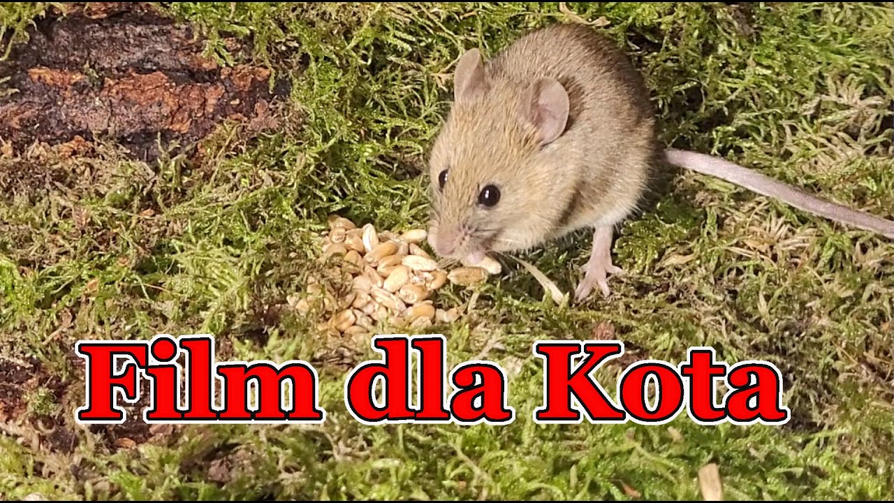 Film dla kota 🐭 myszy i ptaki