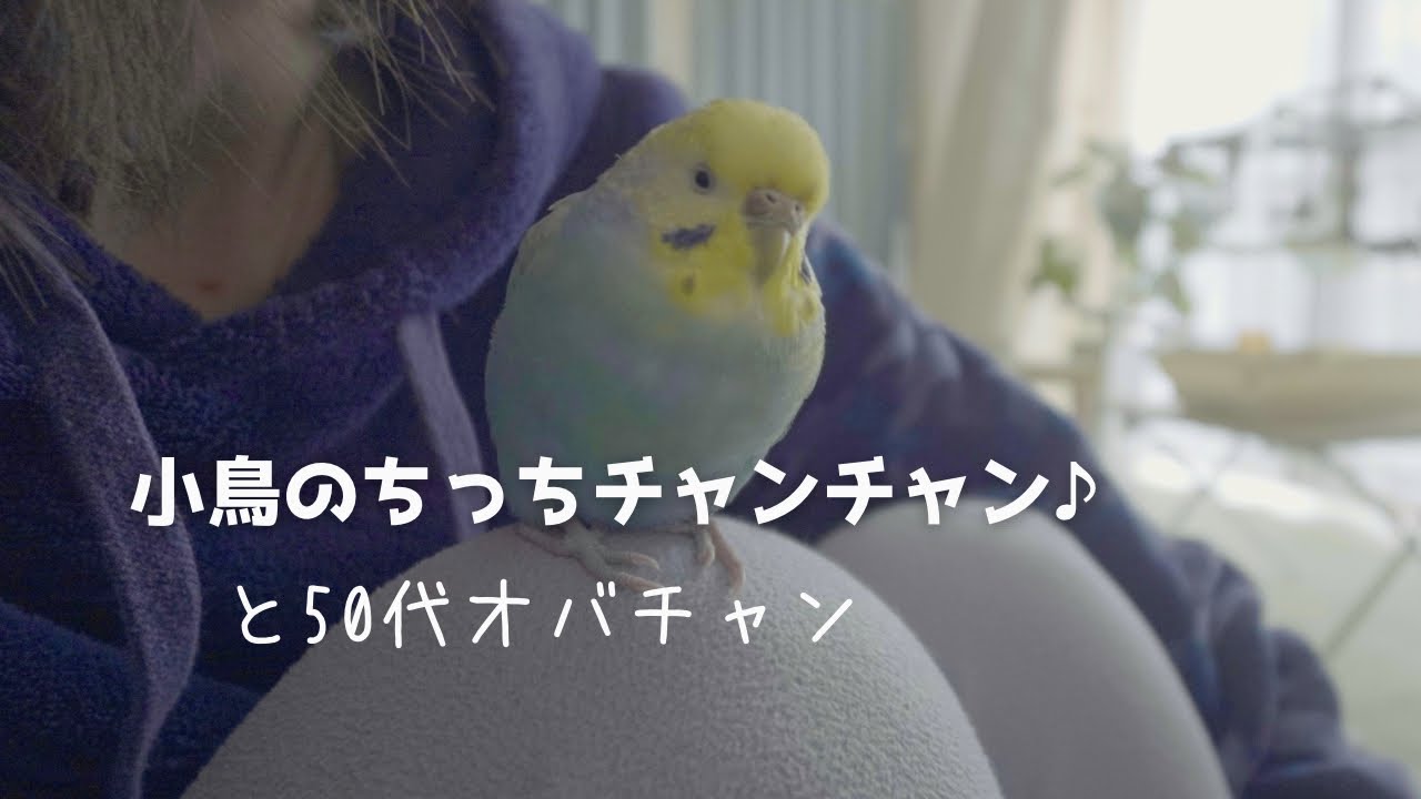 あれから3年…いつもの朝の幸せと、心を癒してくれたあの言葉🐥小鳥と父と私の冬休み