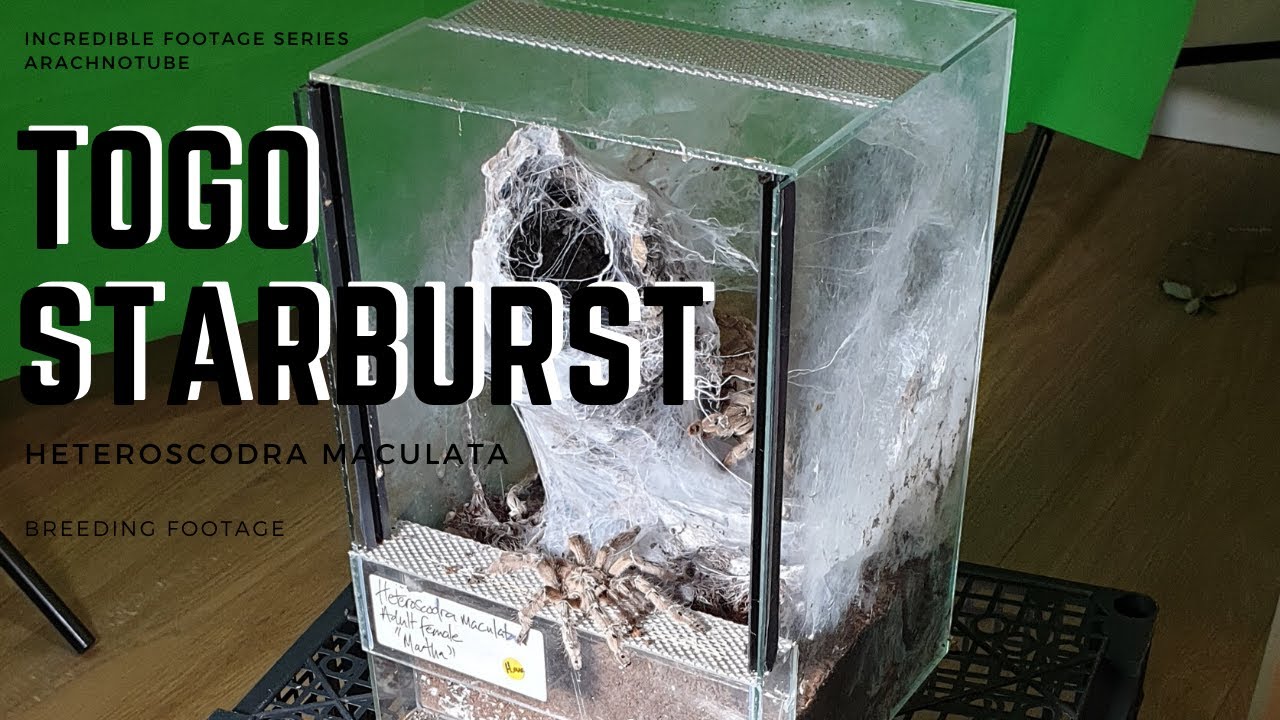 The Togo Starburst Ornamental BABOON Tarantula (Heteroscodra maculata) When a male and female meet!