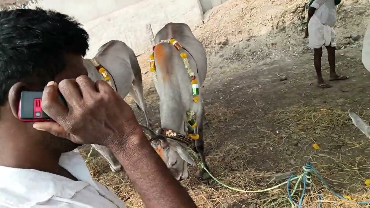 ಶ್ರೀ ಕೊಟ್ಟೂರು ಬಸವೇಶ್ವರ ಜಾತ್ರೆ ಮಹಾರಥೋತ್ಸವ ಎತ್ತು ಮಾರಾಟಕ್ಕಿದೆ ಕರೂರ್ ಗ್ರಾಮದಲ್ಲಿ