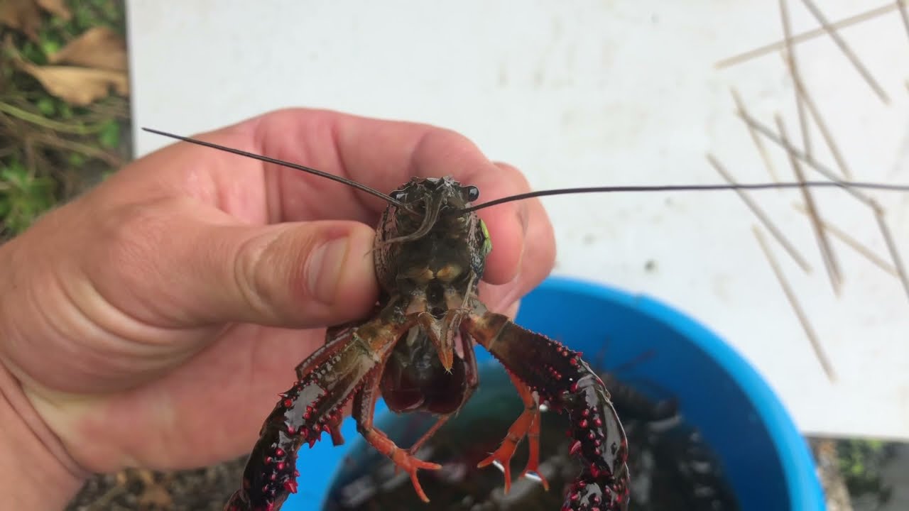Amerikaanse rivierkreeft vangen