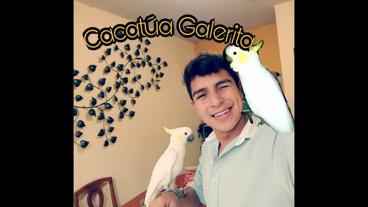 Cuidados básicos de 