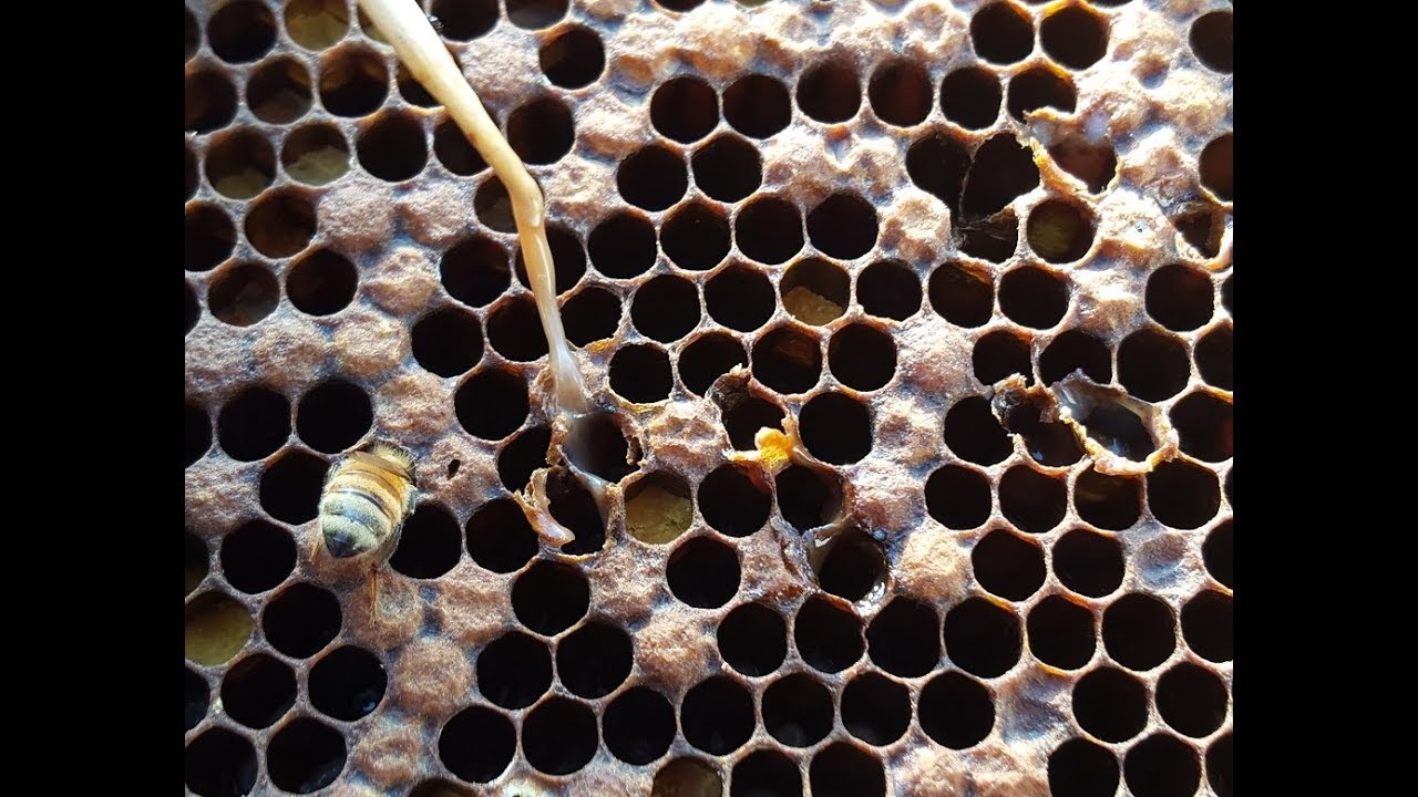 Beekeeping - American foulbrood infection in my Canberra hives.