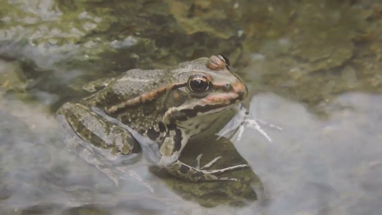 Pelophylax ridibundus