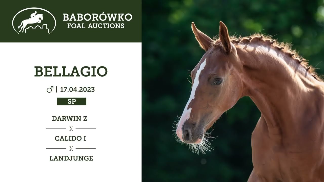Baborówko Foal Auction 2023: Bellagio (Darwin Z x Calido I)