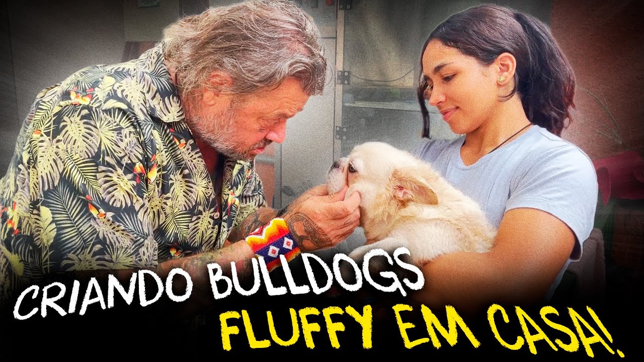 FLUFFYS, BULLDOGS FRANCESES COMO VOCÊ NUNCA VIU!