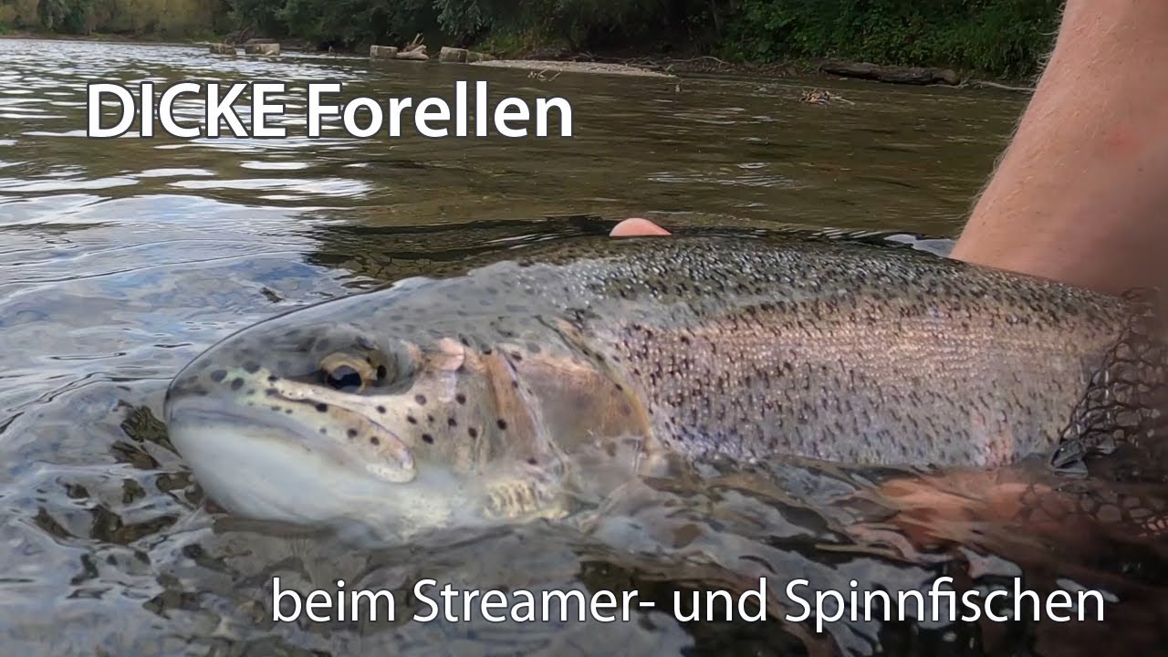 Streamer- und Spinnfischen auf Huchen & Forellen