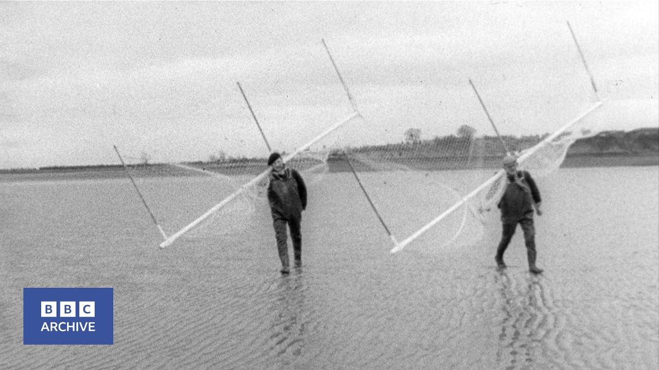 1965: Haaf Netting - Better Fishing by Haaf? | Tonight | BBC Archive