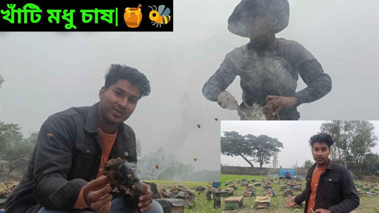 🐝 খাঁটি মধু চাষ | মৌচাক থেকে সরাসরি মধু সংগ্রহ | Pure Honey Harvest Bangladesh