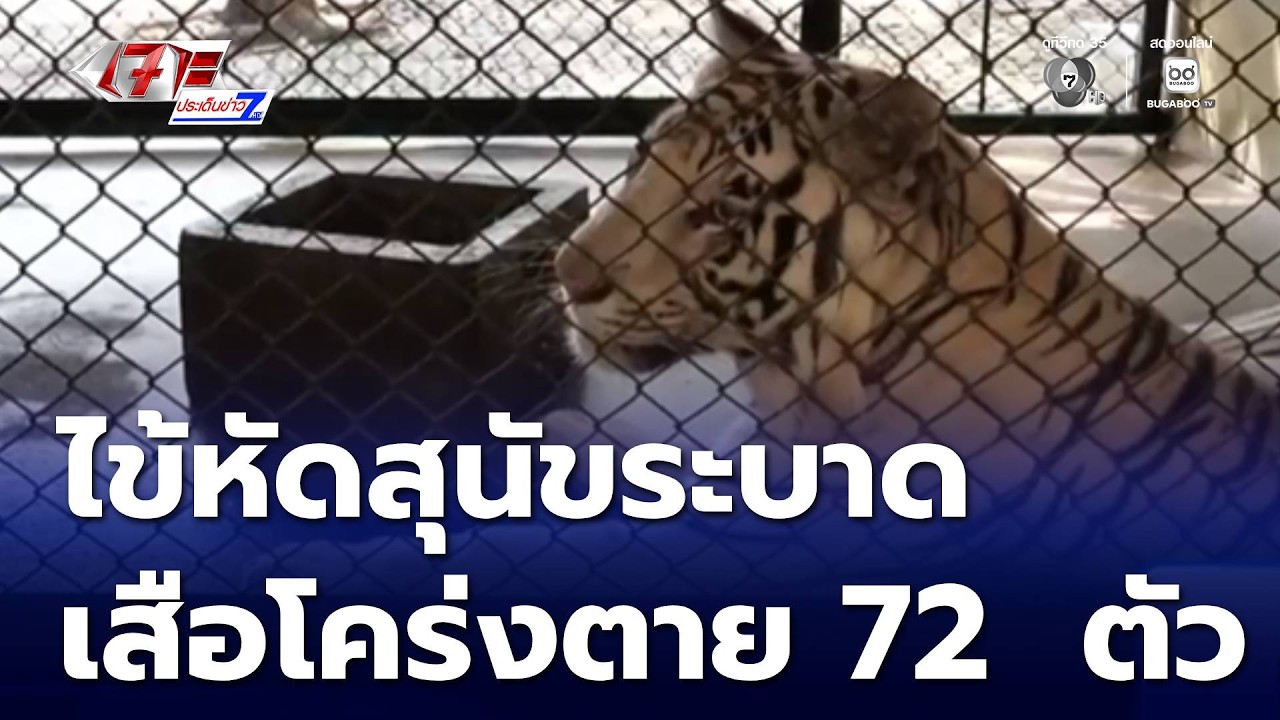 เร่งคุมโรคระบาดในเสือโคร่ง | เจาะประเด็นข่าว 7HD