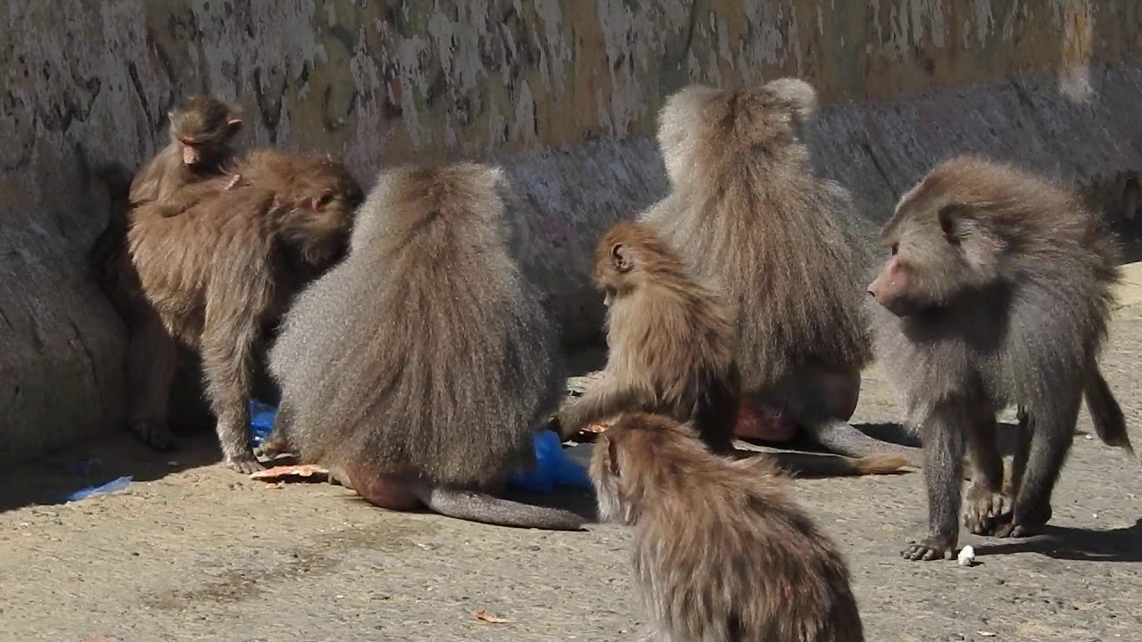 Mammals of Saudi Arabia: (Commensal) Hamadryas Baboons in the Asir region