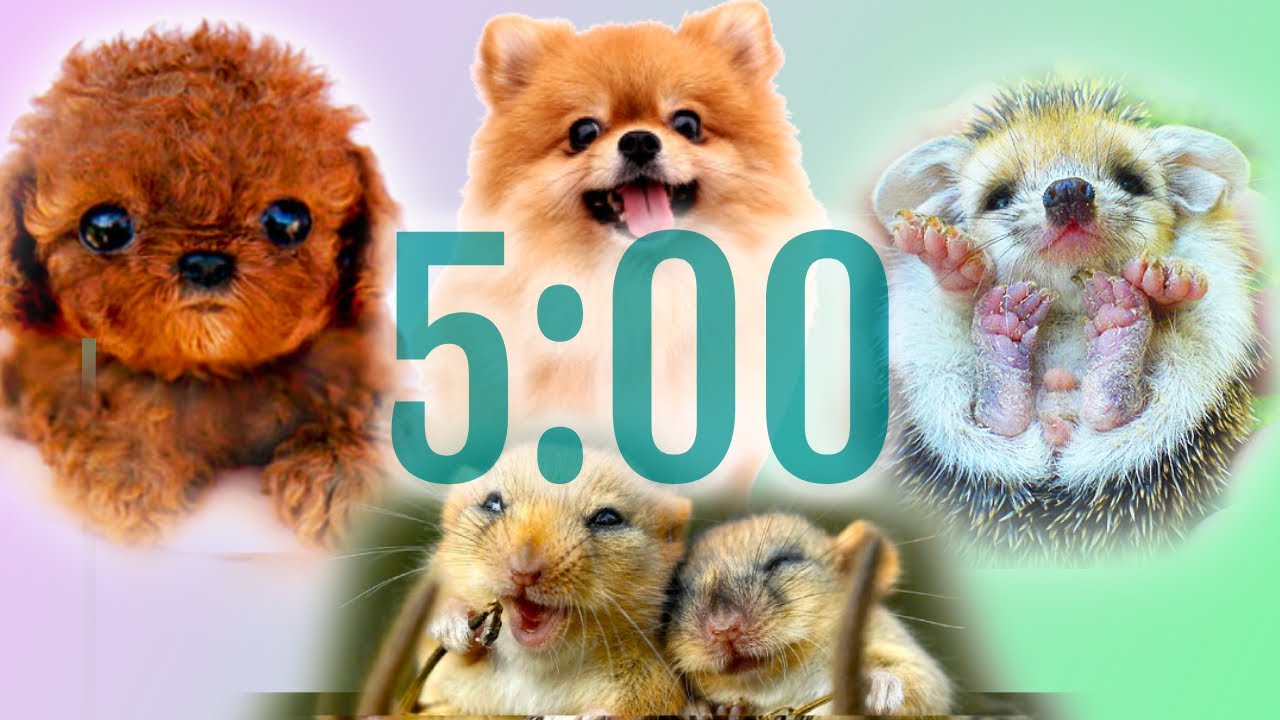 5 Minute Cute Animals Classroom Timer for Kids with Music | Countdown with Alarm for children