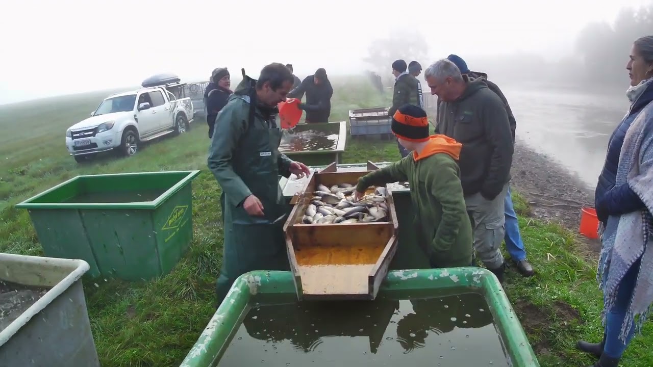 Abfischen beim Walter 12 10 2024