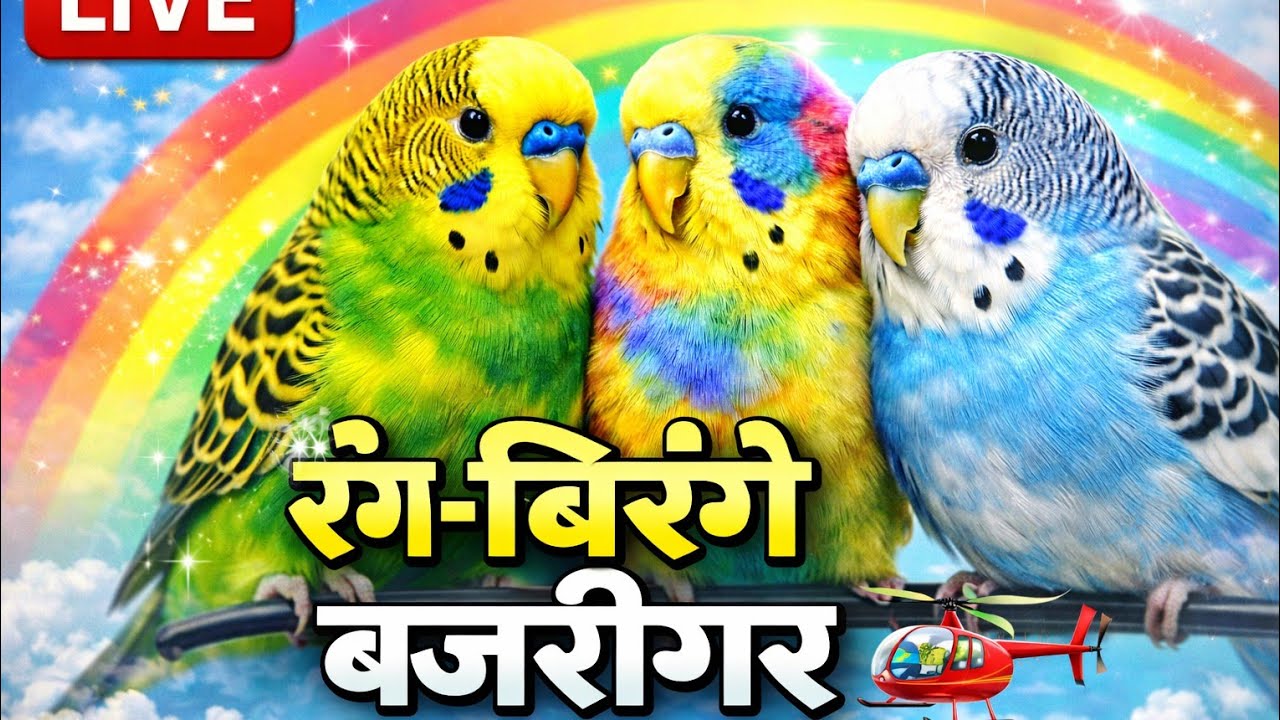 cute birds Livestream ❤️