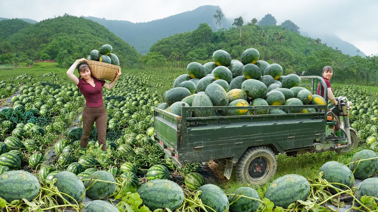 TIMELAPSE --251 Days Use 3-Wheeled Truck Harvesting A Lot Of Watermelon Go To Market Sell
