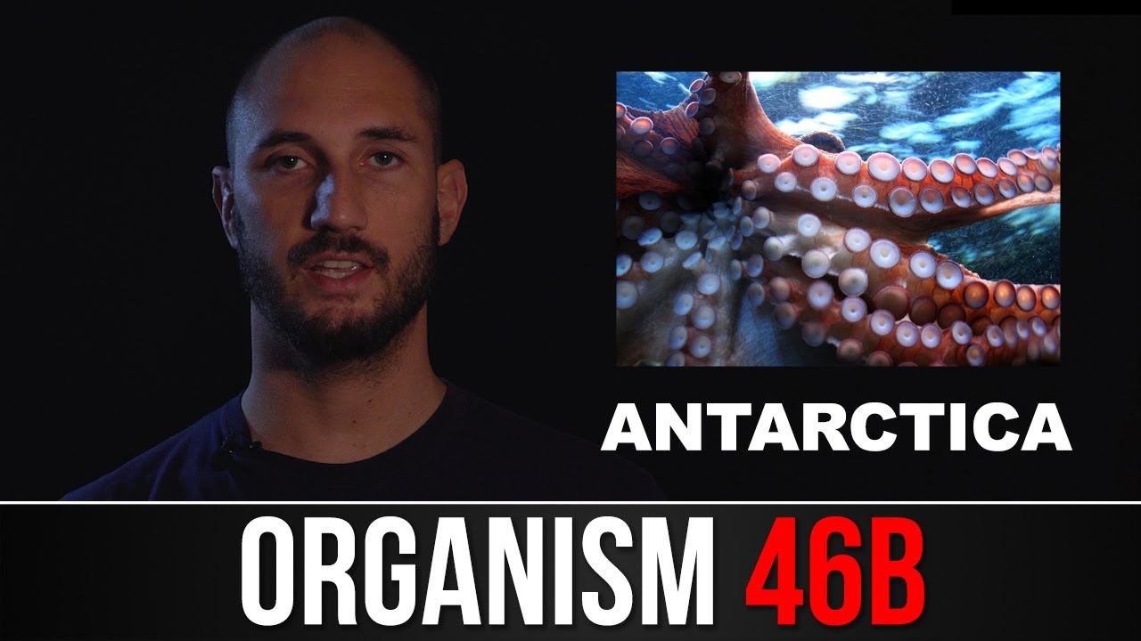 ORGANISM 46b - KILLER SQUID UNDER ANTARCTICA