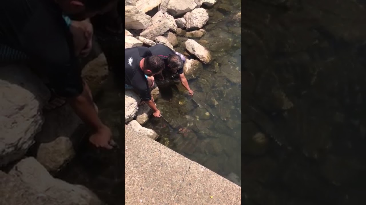 Hand feeding flathead fish, Illawarra fishing