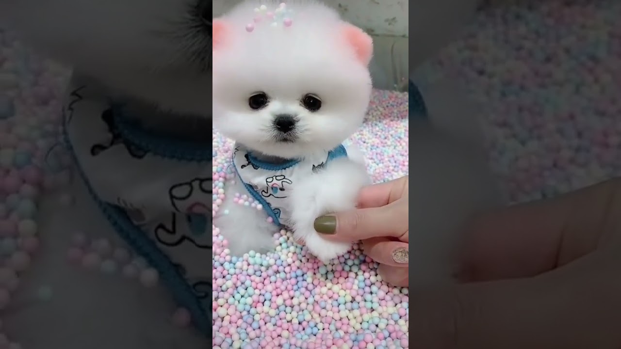 So cute 🥺 #poodle #pomeranian #teacup #timsen #petshop #puglove #Poodle
