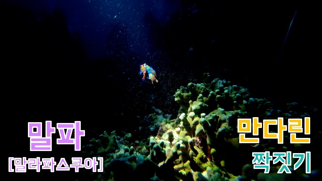 [🇵🇭🦈🤿말라파스쿠아] 만다린 피쉬 짝짓기부터 임신한 해마까지 I 바다가 허락한 선물, 생명의 경이로움(feat. 여행의 마지막. 깔랑까만 섬)