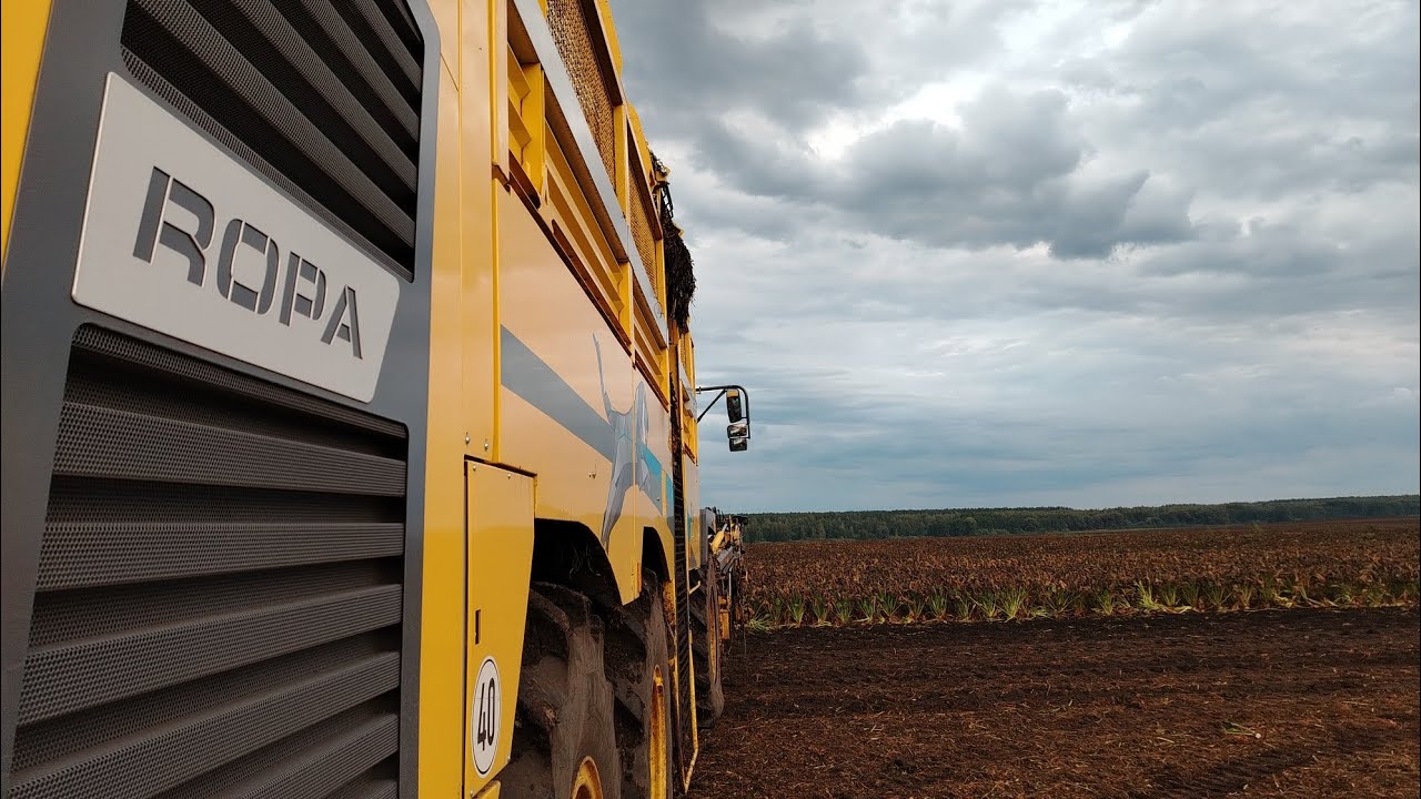 Сахарная свёкла 😉2025 