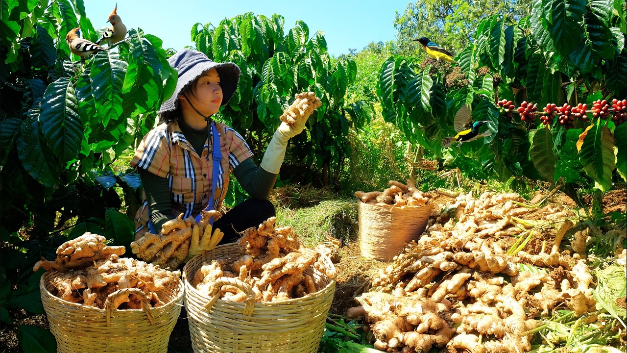 Harvest Ginger To Sell At The Market – Peaceful Farm Life: Cook, Plant Vegetables, Raise Animals