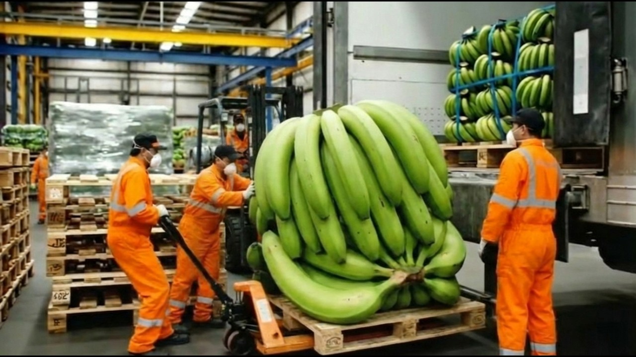 Amazing Banana Factory: From Farm to Shelf | Modern Industrial Food Processing and Automation