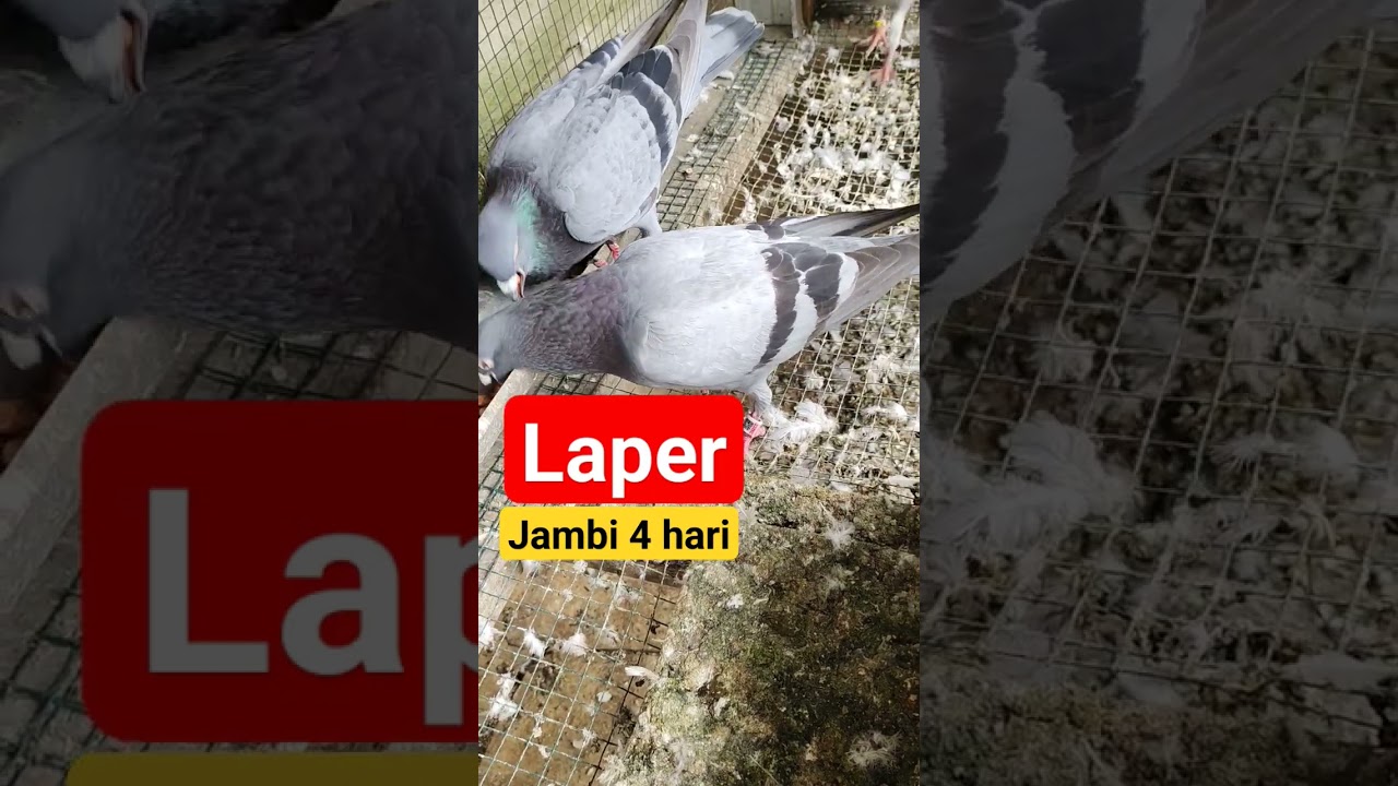 JambiSerpong #pigeonloft #merpatiposindonesia #pigeonrace #merpatipos #racingpigeon #breedingpigeons