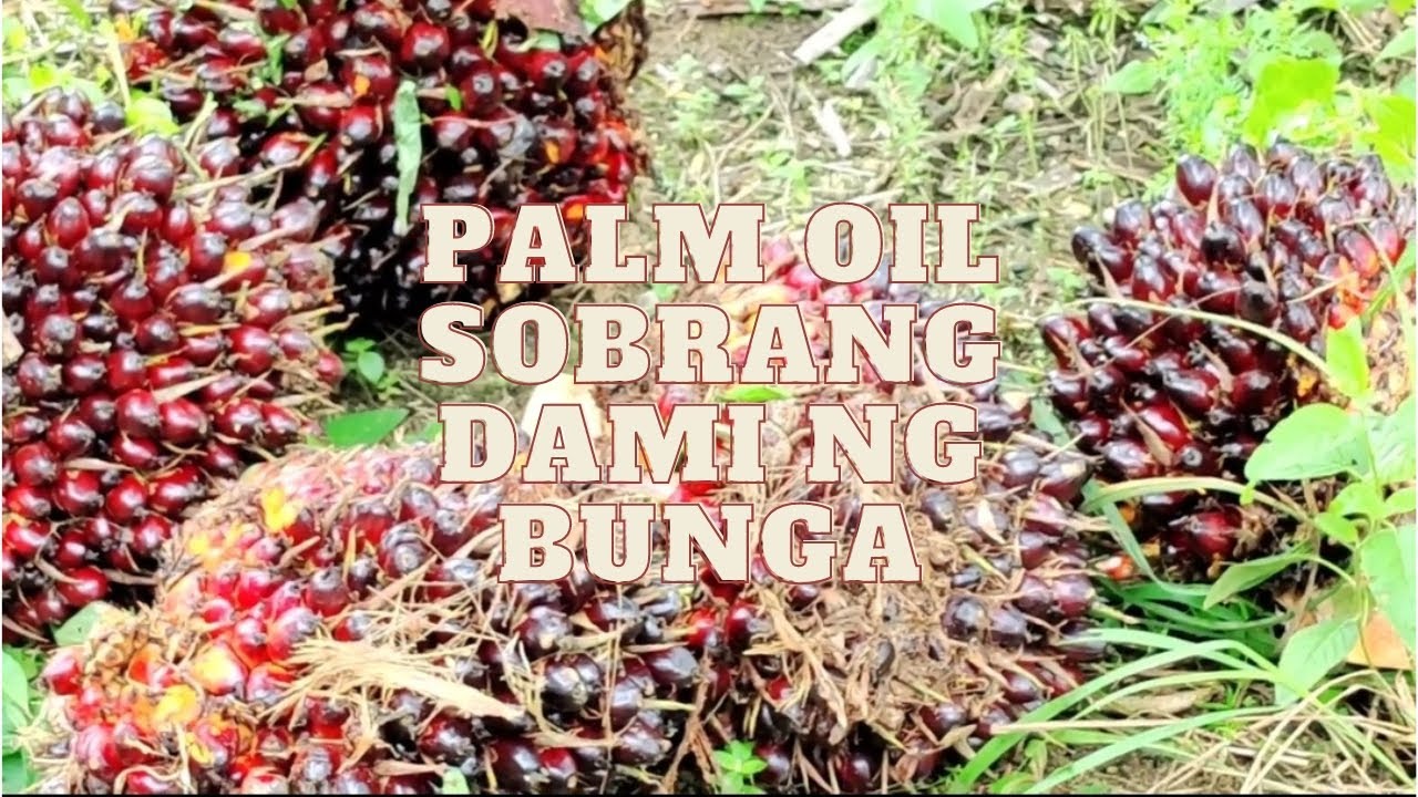 PALM OIL na sobrang dami mamunga! | Palm Oil harvest sa Indonesia | Panoorin