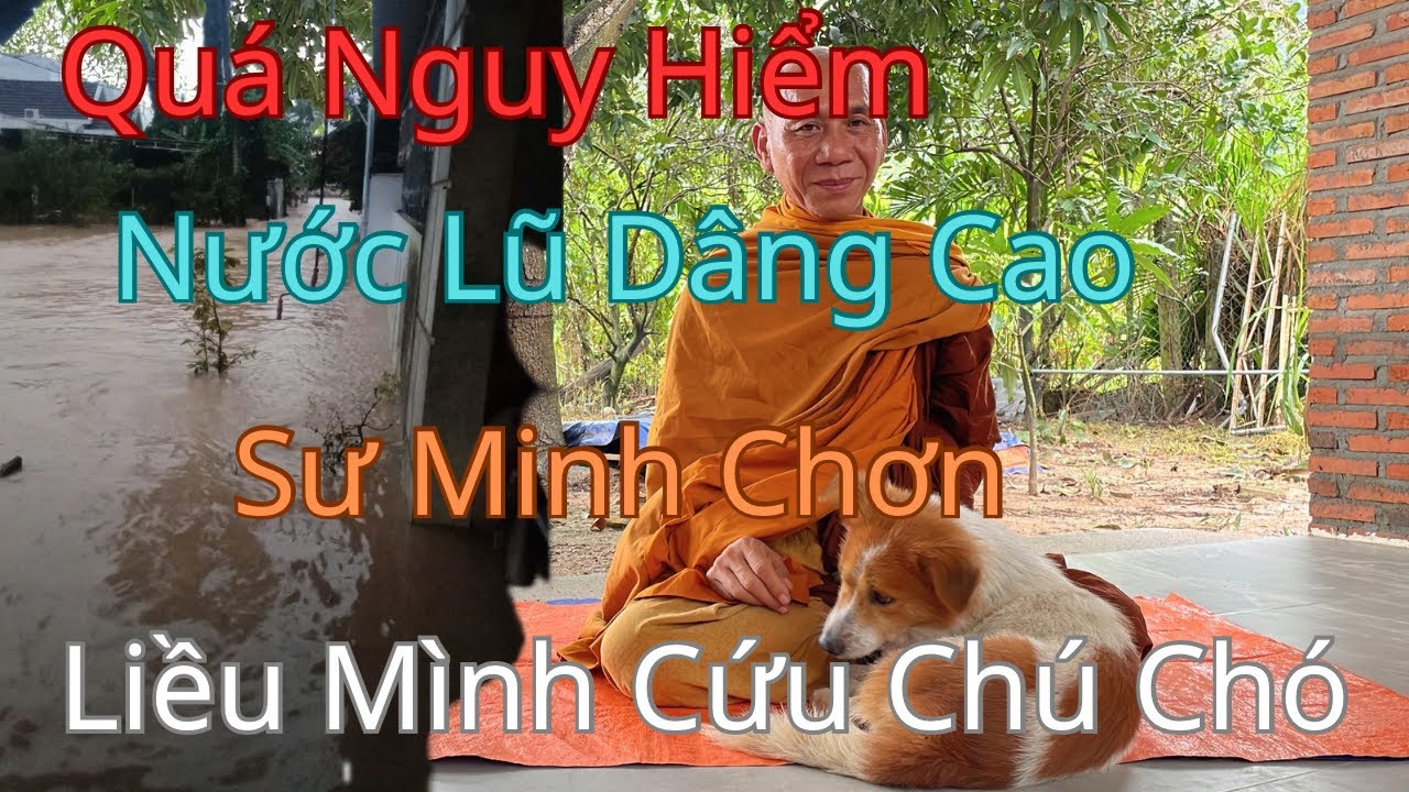 Quá Nguy Hiểm Giữa Dòng Nước Lũ Sư Minh Chơn Liều Mình Cứu Chú Chó