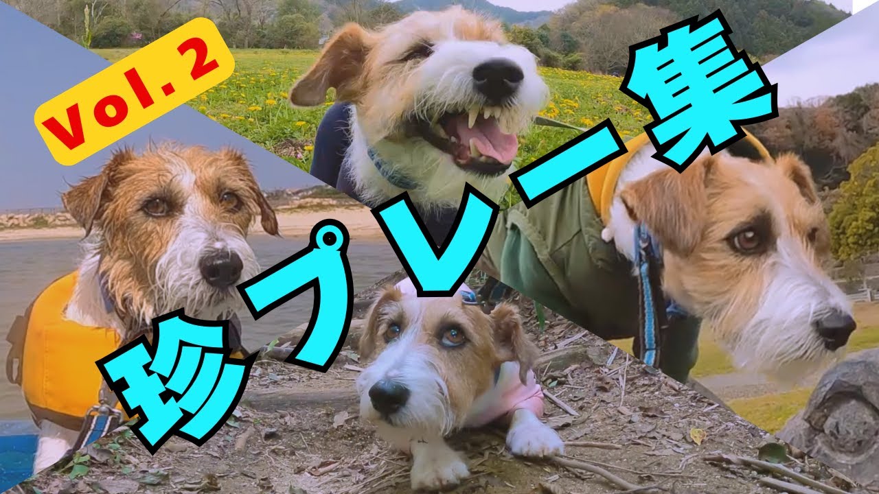 ドッキリ＆ほっこりシーン集めました【３歳編】