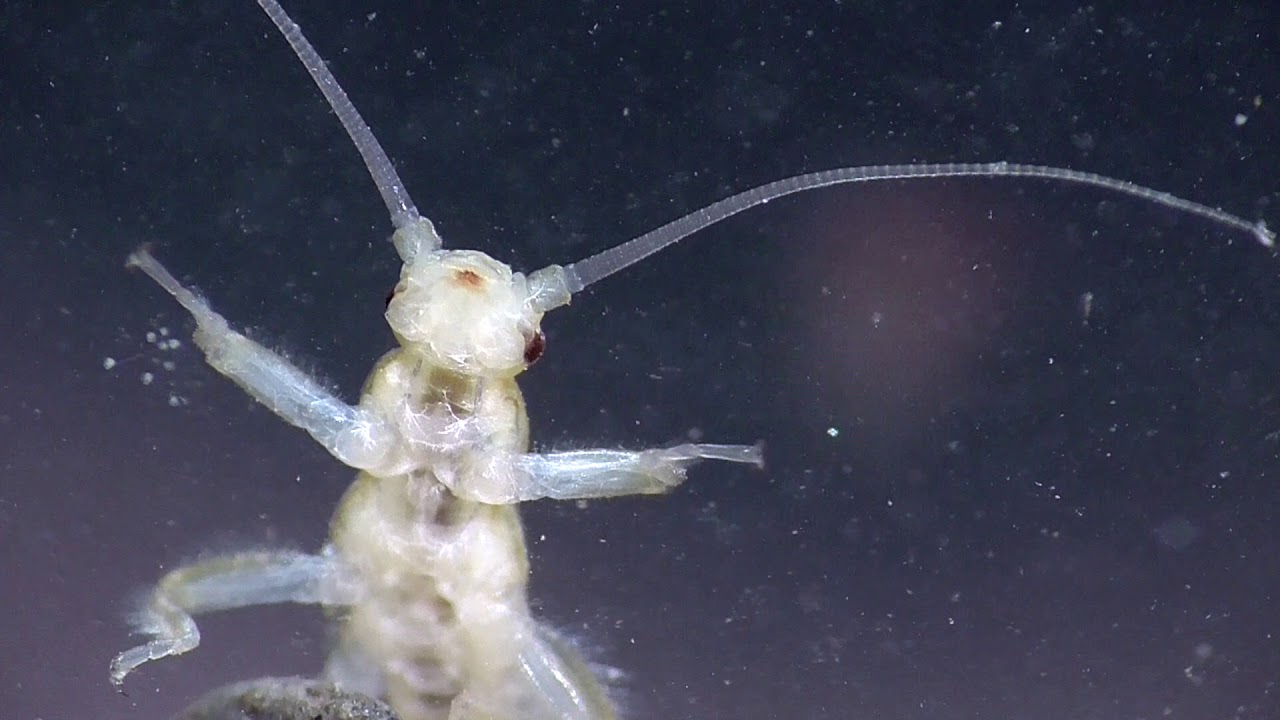 Plecoptera, Steinfliegen-nymphe, Ellerbach, Eifel, Germany