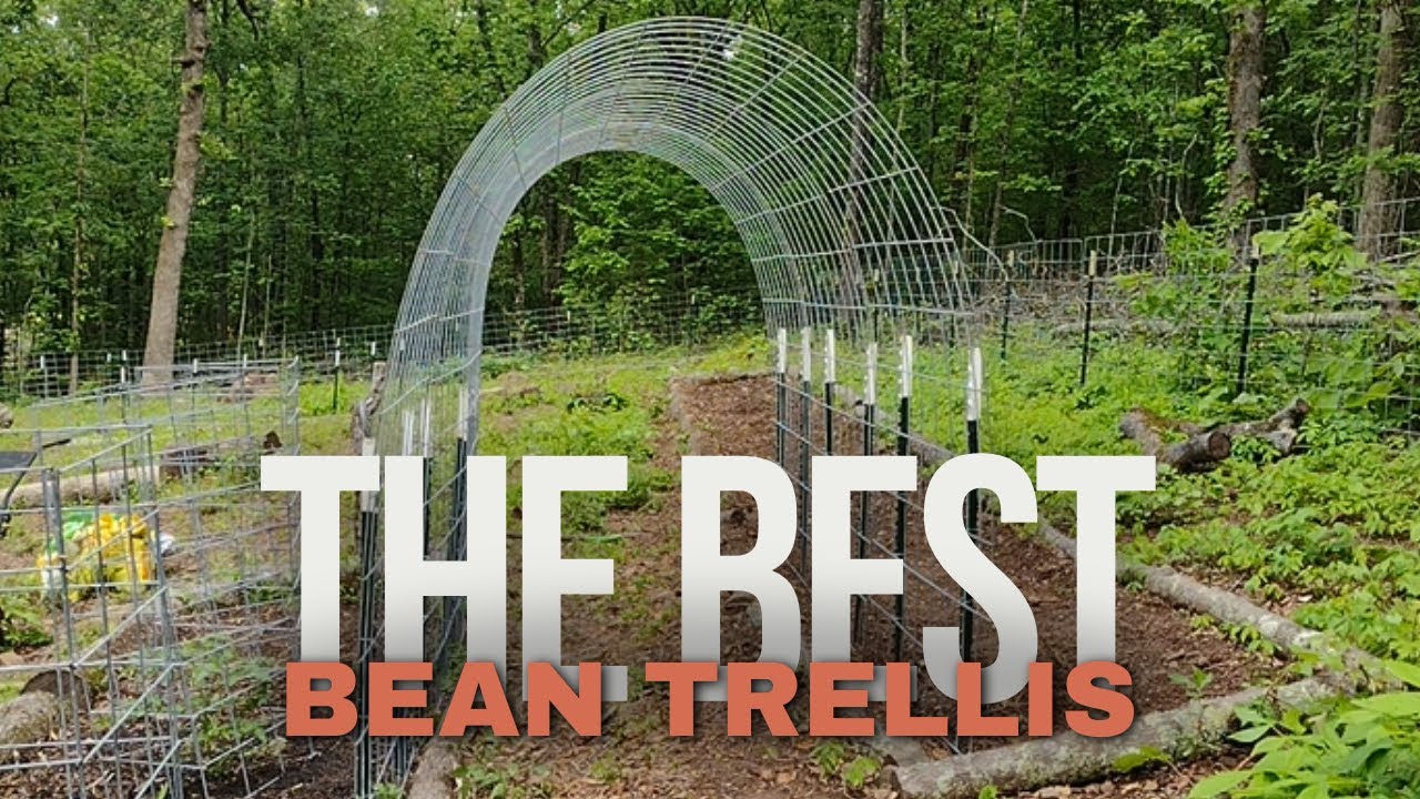 Создайте потрясающую арку из бобовых с использованием панелей для ограждения скота | Весеннее сад...