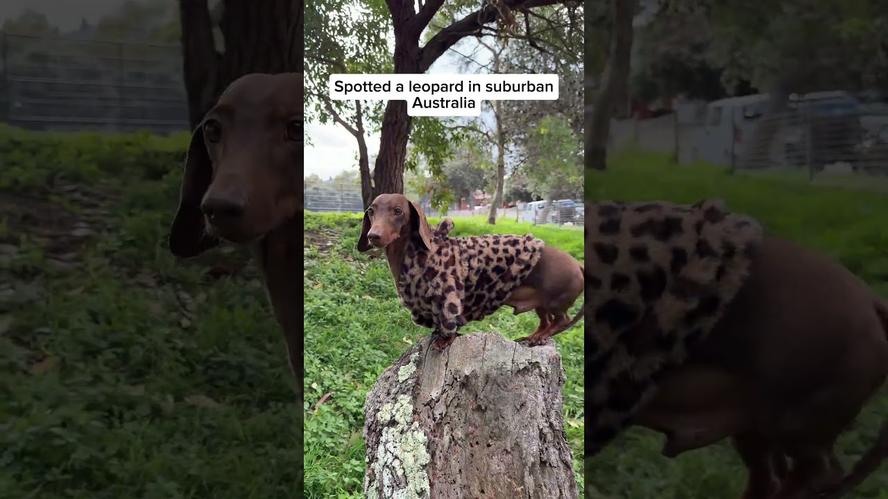 Can't believe i spotted a leopard in Sydney 😛😛😛 #dachshund #sausagedog #doglove #doglife #leopard