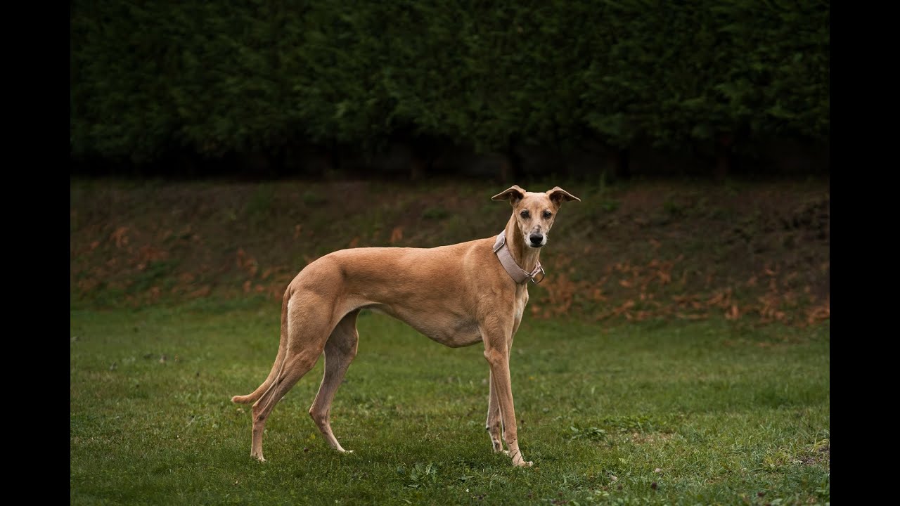 Whippet