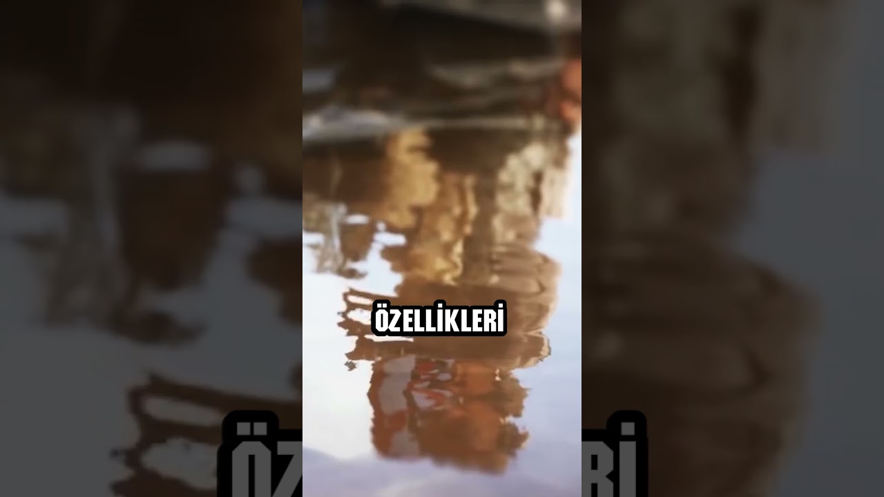 Nvdia RTX Nedir? #yapayzeka #nvidia #rtx