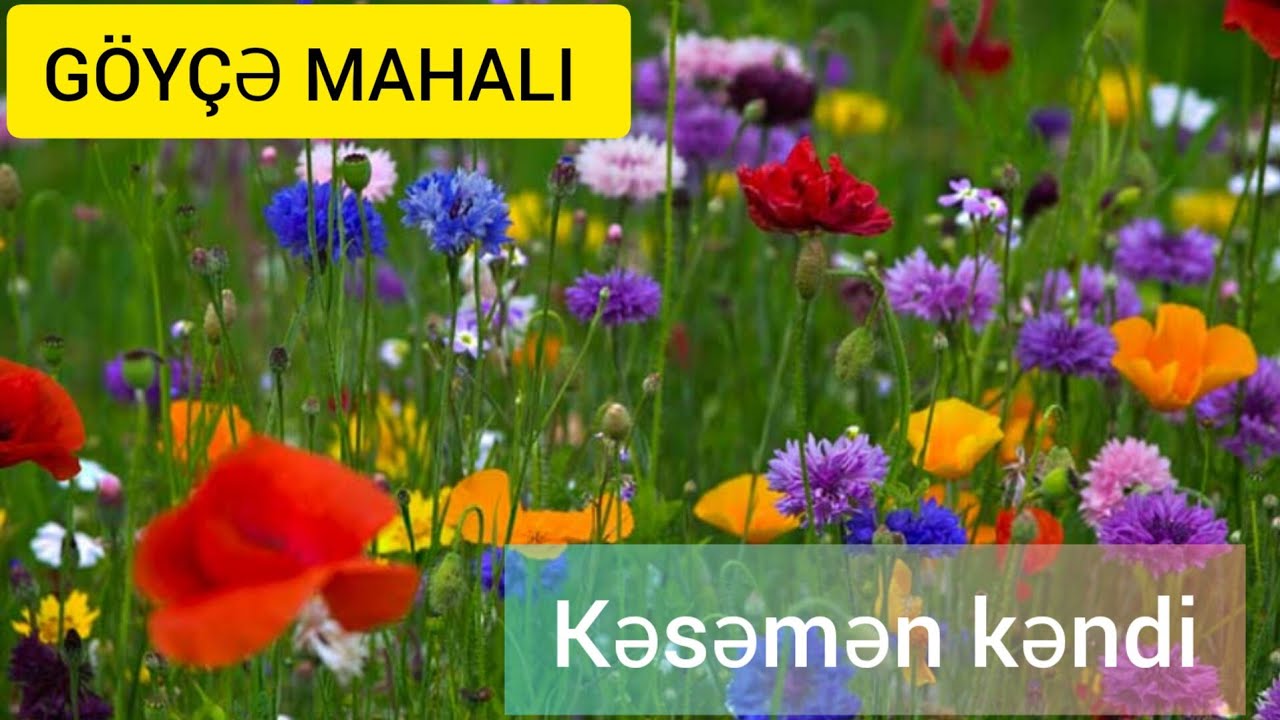 Goyce Mahali Kesemen Kendi.