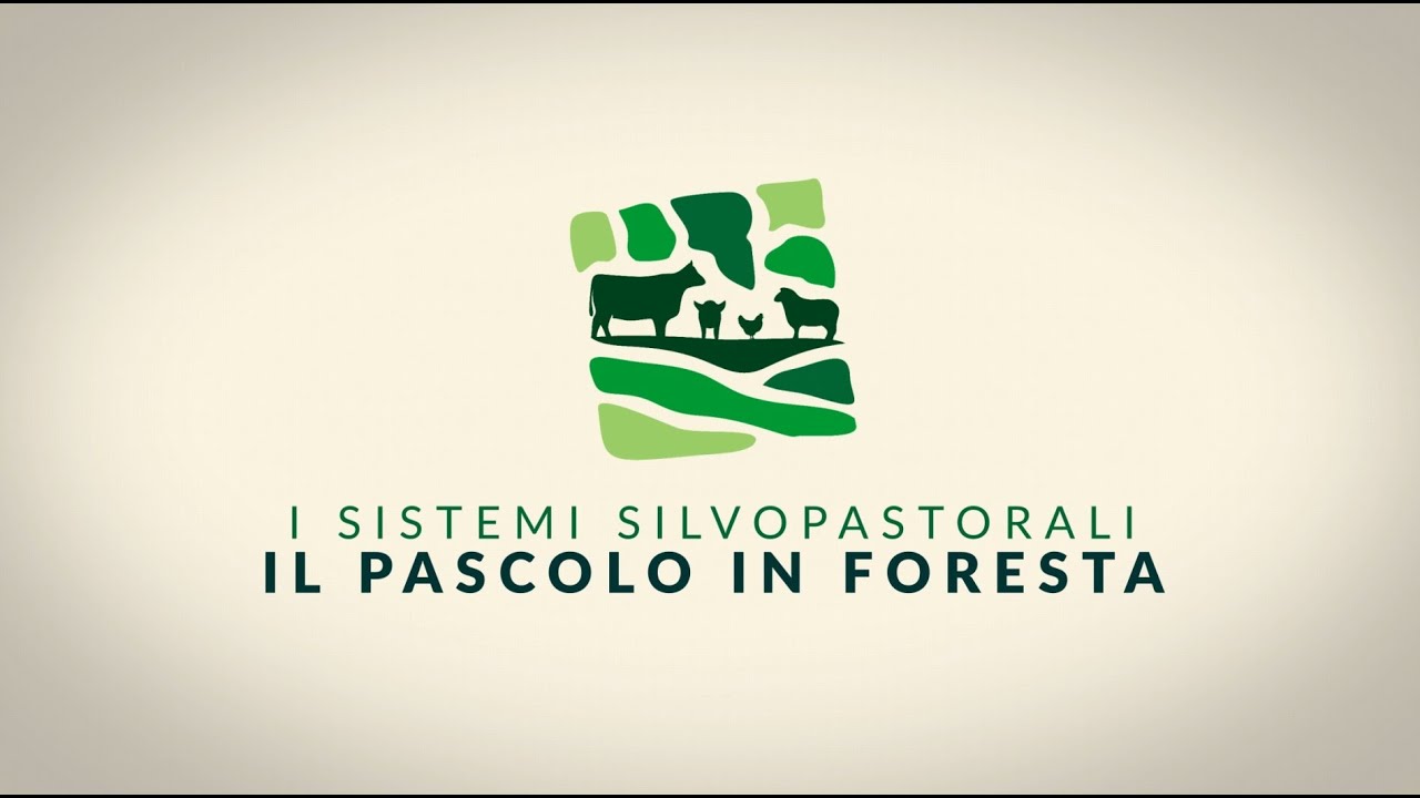 Agroforestry 3 | I sistemi silvopastorali: il pascolo in foresta