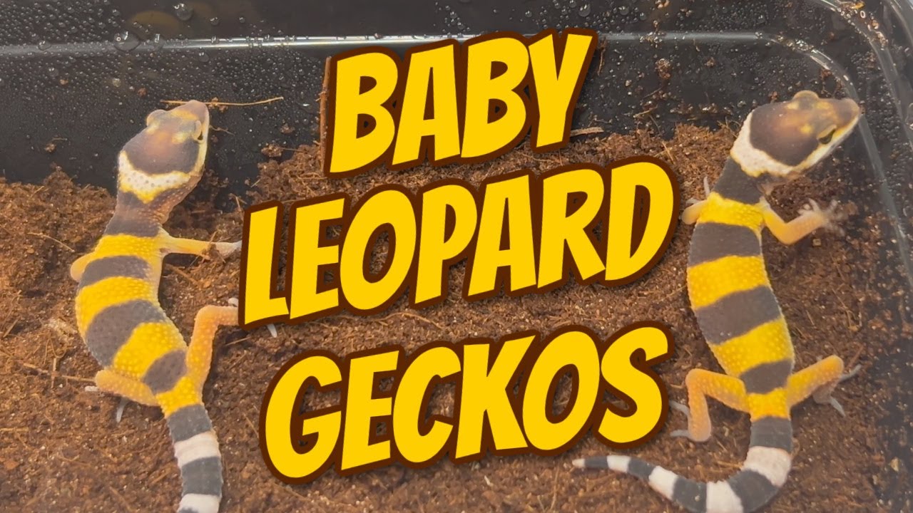 Leopard Gecko Babies