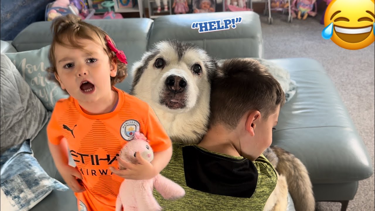 Sassy Baby Arguing Who Loves Our Husky More!😂.
